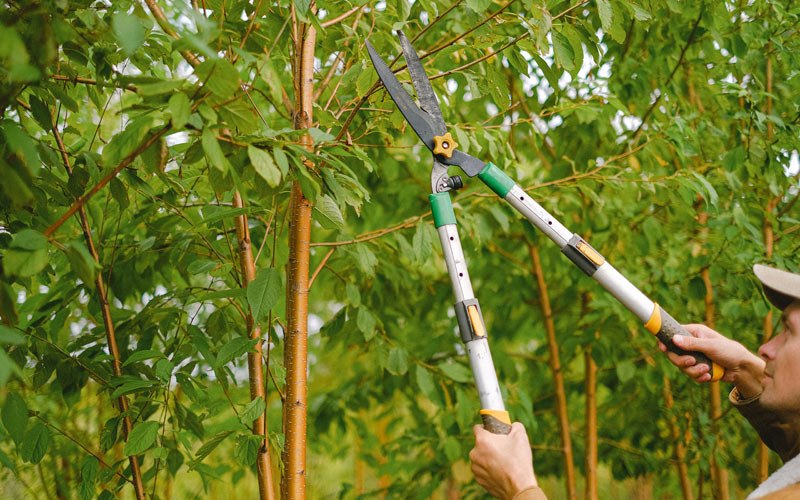 Tree trimming in Grand River, IA